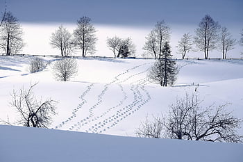 nature, winter, season, outdoors, wilderness, snow, woods, forest, wintry, footprints, snowy