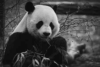 urs panda, Mâncând bambus, grădină zoologică, Habitat natural, alb-negru, Panda gigant, Panda fermecătoare, bambus frunze, fotografie din fauna salbatica, fotografie de animale, Conservarea panda