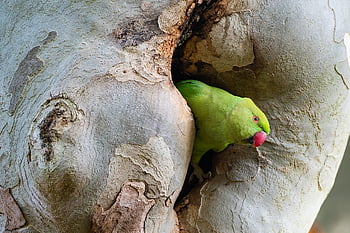 ring-necked Parakeet, bird, nature, parakeet, parrot, psittacula Krameri, tree, green Bird, wildlife, tropical, sycamore