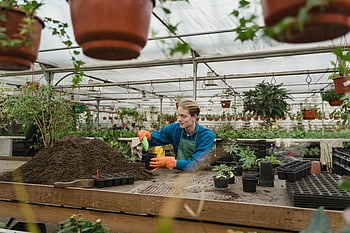 hagearbeid, drivhus, Mann, Potteplanter, Forbereder jord, gartner, innendørs hagearbeid, plantepleie, hagebruk, Jordforberedelse