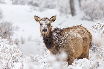 ヘラジカ、 鹿、 冬、 雪、 自然、 野生動物、 国立エルク保護区、 動物