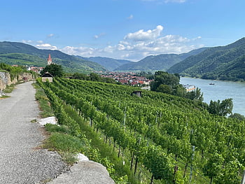 wachau, Κάτω Αυστρία, Δουνάβης, κοιλάδα, αμπέλι, πόλη