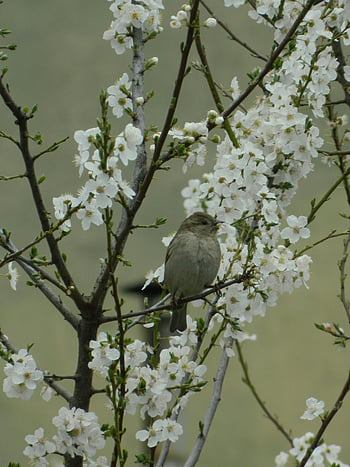 Ptáček, jablko květiny, malý vrabec, Blooming Tree Branch, klidná divoká zvěř, bílé květy, přírodní scéna, jaro, Květinové pozadí, fotografování ptáků, venkovní scenérie