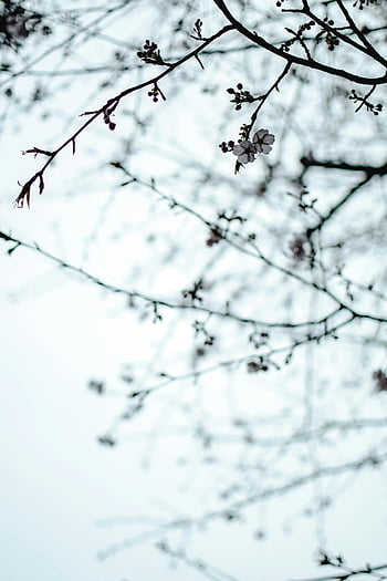 sakura blossoms, blooming sakura, spring, serene photo, blurred sky, cherry blossoms, day, branches, trees, nature, flowers