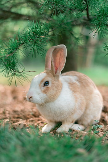 white and brown rabbit, brown soil, pine tree, serene forest, nature lovers, charming rabbit, forest setting, rabbit under tree, white rabbit, brown rabbit, nature photo