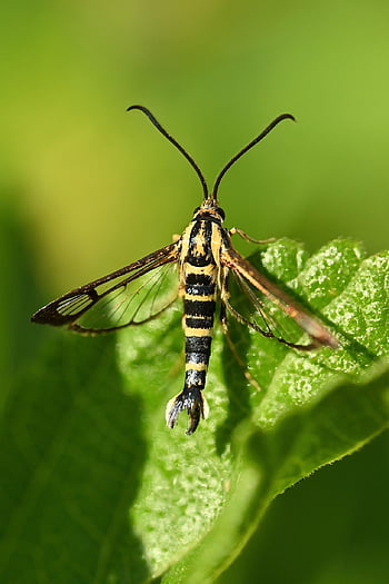 hmyz, Chyba, list, zblízka, entomologie, Příroda, zahrada, makro, mol, motýl, Můra čirokrídlatá
