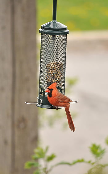 cardinal, bird, birdfeeder, perched, male Bird, redbird, animal, wildlife, feathers, plumage, backyard