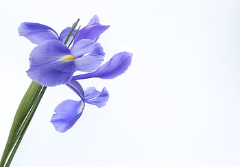 flower, blossom, iris, isolated, bouquet, floral, nature, beautiful, purple, petal, white