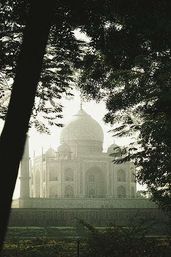 Taj Mahal, větev stromu, klidný pohled, Majestátní architektura, orámováno stromy, mezník Indie, bílý mramor, historická památka, agra, uttar pradesh, cíl cesty