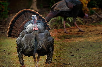 turkey, bird, feathers, plumage, thanksgiving, nature, tom