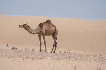 camel, desert, dromedary camel, Dubai, arid desert, sands, bright daylight, sand dunes, wildlife, nature, Middle East