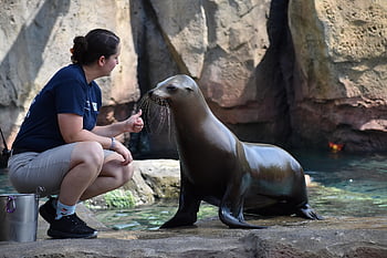 těsnění, vzdělávání zvířat, savec, Výstava přírody, zvíře, zblízka, místo výskytu, ohroženy, Houston zoo, přírodní rezervace, mořská stvoření