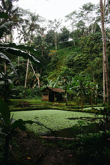 exotic island, tropical landscape, lush jungle, pond, rustic wooden hut, serene environment, tropical vegetation, natural scenery, tropical paradise, island retreat, exotic destination
