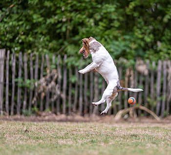 Hund, Jack Russell, Tier, Haustier, springen, Ball, die Begeisterung