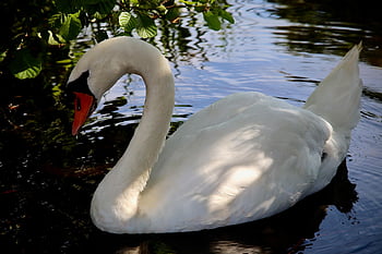 mute Swan, swan, pond, white Swan, bird, water Bird, gooseneck, animal, plumage, beak, water