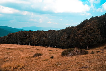 sky, trees, mood, orange, blue, nature, travel, pics, cloud, grass, red