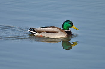 bird, nature, duck, mallard, ornithology, species, fauna, avian, animal, beak, wildlife