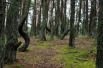 forest, trees, pine, moss, mossy, baltika, reserve, crooked Trees, nature