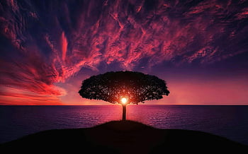 sunset, silhouette, tree, body of water, golden hour, dramatic sky, nature, landscape, evening, tranquil scene, horizon
