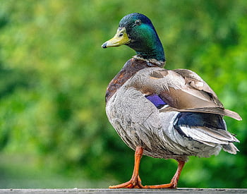Stockente, Ente, Vogel, Tierwelt, männliche Stockente, Wasservögel, Wasservogel, Tier, Gefieder, Vogelkunde, Natur