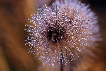 Guazza, rugiada del mattino, dente di leone, Fiore di campo, natura, avvicinamento, macro, mattina, nebbia, autunno, Soukrung
