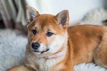 Tan and White puppy, short coated puppy, Hokkaido puppy, wearing collar, sitting indoors, soft carpet, cute puppy, indoor pet, puppy collar, short coat, indoor dog