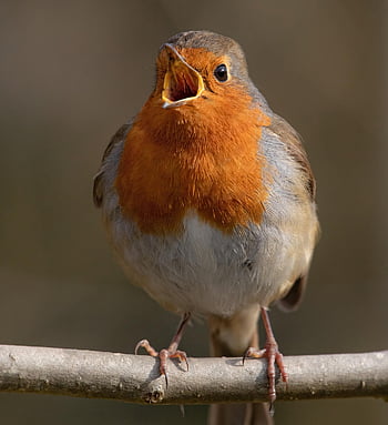 pettirosso, uccello, animale, pettirosso europeo, pettirosso redbreast, uccello canoro, becco, natura, piume, ramo, arroccato
