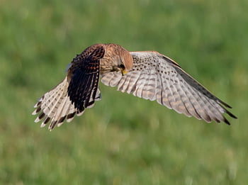 kestrel, hunting, flying, raptor, nature, bird, predator, hunter, wildlife, falcon, flight