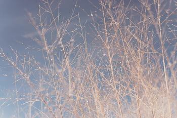 Brown grass, thin branches, intricate branches, soft sky, pastel sky, natural background, outdoor scene, dry grass, nature photography, serene landscape, delicate branches
