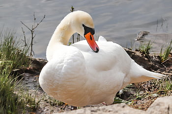 cigno, uccello, becco, Stare in piedi, cigno reale, uccello acquatico, lago, piume, natura, elegante, nuotare