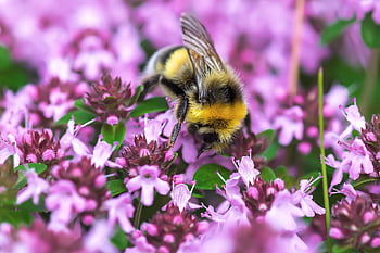 bumblebee, pollen, pollination, insect, useful, wing, shrub, blossom, bloom