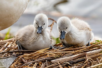 cygnets, swans, nest, birds, young Swans, animals, waterfowls, water Birds, aquatic Birds, feathers, plumage