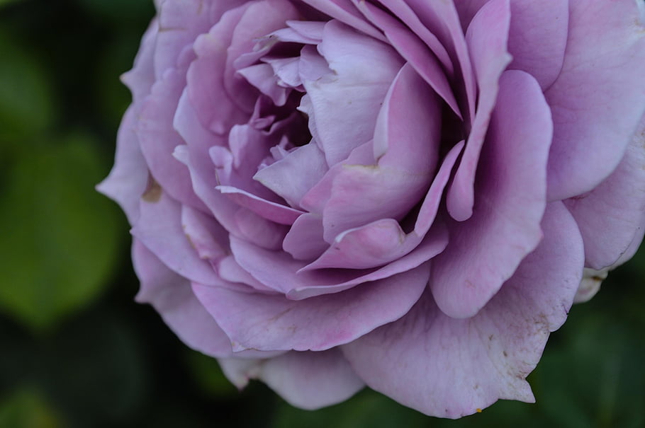 fiori, germoglio, rosa, giardino, tenerezza, raffinatezza, eleganza, petali, fiore, Rose, fioritura