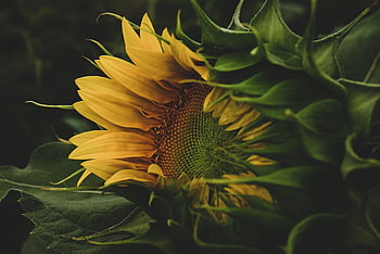 sunflower, petals, seeds, summer, yellow, nature, agriculture, macro