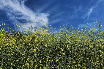 flower, wildflower, mustard, nature, hiking, losangeles, flower Background, california, beautiful Flowers, outside, outdoors