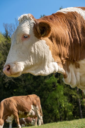 cow, animal, beef, cattle, nature, landscape, pasture, grass, meadow, farm Animal, rural