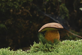 houba, mech, les, lesní podlaha, věda o houbách, Příroda, zblízka, jedlý, lesní houby