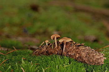 houby, rostlin, muchomůrka, mykologie, borová šiška, malé houby, les, mech, divoký, Příroda
