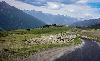 stádo ovcí, pastýř, hospodářských zvířat, Příroda, stádo, pasení, pastviny, silnice, krajina, hory, francouzské Alpy