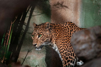 macan tutul, kebun binatang, macan tutul yang ganas, berkeliaran, Area teduh, bintik-bintik, tatapan intens, binatang buas, Pameran Kebun Binatang, kucing besar, fotografi alam