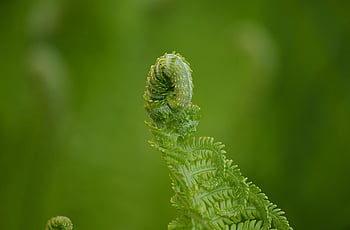 kapradina, Fern Fronds, výhonek, růst, Příroda, makro, rostlina, rozvinout, Fern Tip, zelená, zahrada