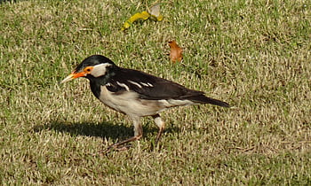 bird, nature, pied Myna, starling, asian Pied Starling, gracupica Contra, fauna, wildlife, india
