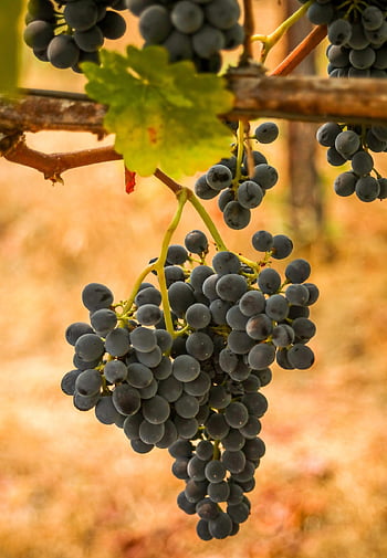 hrozny, ovoce, vinice, vinná réva, révy, syrah, shiraz, zralý, jídlo, zdravý, vitamíny