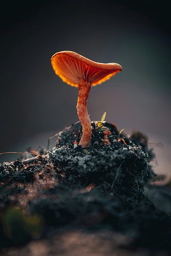 Kleine paddestoel, oneetbare paddenstoel, wilde paddenstoel, natuurlijke leefomgeving, Anclote FL, gedetailleerd schot, oranje paddestoel, bosgrond, close-up fotografie, natuurfotografie