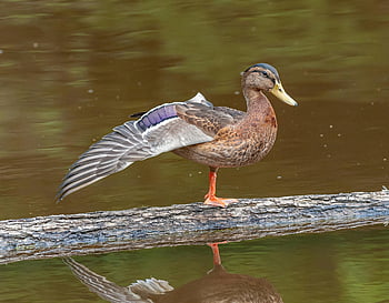 mallard duck, wet trunk, tree lake, standing on log, serene habitat, water reflection, wildlife photography, nature scene, bird photography, peaceful environment, ducks in nature