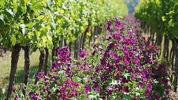 vinice, rhineland-palatinate, víno, růžové květy, révy, růžová zelená hnědá, Příroda, krajina, krása, túra, Na procházku