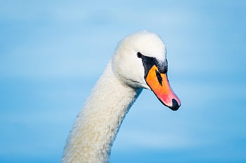 swan, bird, beak, bill, feathers, plumage, head, neck, nature, schwimmvogel, animal