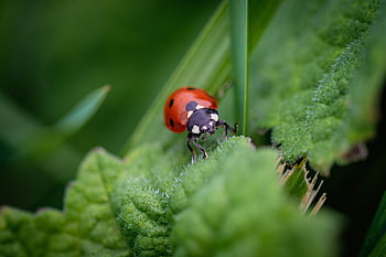 coccinellidae, beetle, insect, macro Beetle, red Shield, black Dots, nature, beetle Background, lady Bug, lady Beetle