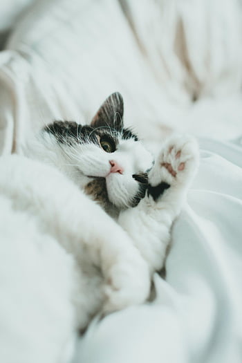 Beyaz ve Kara Kedi, beyaz tekstil, peluş yatak, Sevimli ifade, yalan kedi, rahat pozisyon, kameraya bakıyor, yumuşak yatak, rahat ayar, evcil hayvan fotoğrafçılığı, hayvan konforu