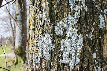 lav, bark, trunk, logga, mossa, träd, växt, natur, Årets lavar, Årets lavar 2021